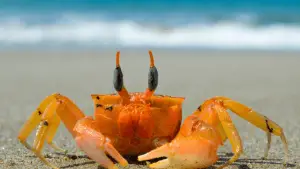 Can Hermit Crabs Drink Bottled Water