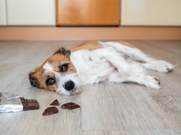 What to do when a dog swallowed a bottle cap